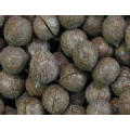 Black Walnut Extract